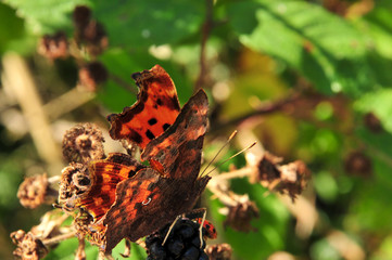 Close Up of Comma Butterfly