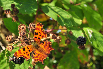 Close Up of Comma Butterfly