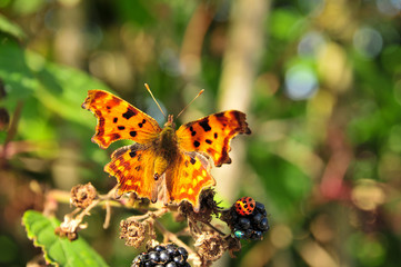 Fototapeta na wymiar Close Up of Comma Butterfly