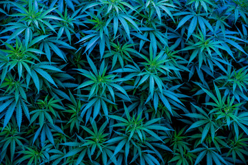 Naklejka na ściany i meble Blue cannabis strains background marijuana Blue Dream