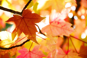 autumn leaves background