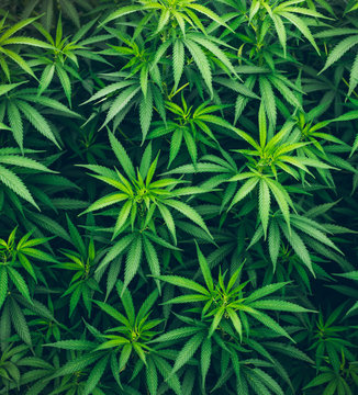 marijuana leaves background wallpaper cannabis