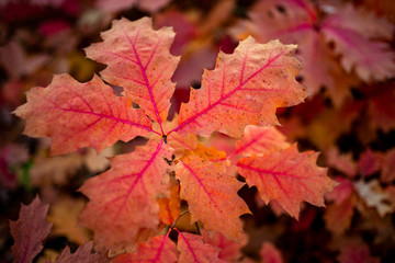 red oak leaf autumn tree northern red oak or champion oak
