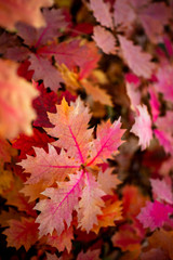 Naklejka na ściany i meble red leaf autumn tree