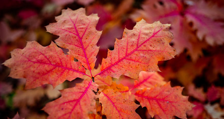 red oak leaves in autumn, background photo wallpaper