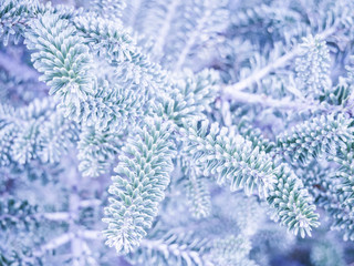 frosted fir twigs - winter in the garden