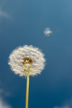 dandelion on background of blue sky © Jürgen Sieg 
