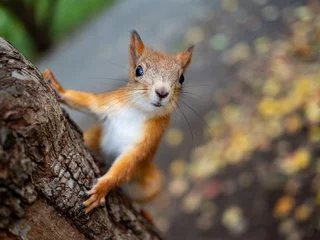 Fotobehang Rode eekhoorn op een boom poseren © Igor Korobko