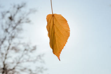 Colorful autumn leaves on the tree.
