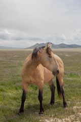 Beautiful wild Horse in Spring in the Utah desert