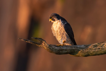 A Peregrine Falcon perched at sunrise.