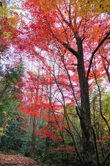 日本の美しい色とりどりの鮮明な秋景色