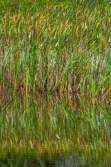 Obraz premium Juniper Flat, small pond.