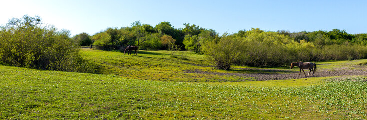 Acacias natural field their horses rest and drink water from the stream. Autumn in South America