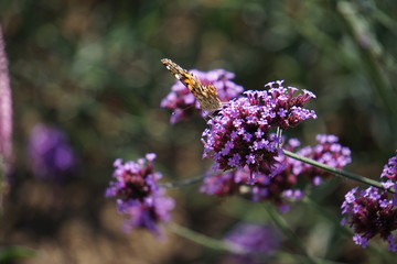Butterfly on buddleja