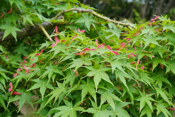 赤いハート型の紅葉の花 