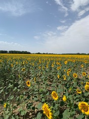 Sonnenblumen, feld, himmel, natur, sonnenblume, blume, gelb, wiese, landschaft, sommer, blume, frühling, green, ackerbau, blau, gras, löwenzahn, sonnenblume, bäuerlich, pflanze, bauernhof, froh, cloud