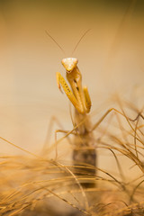 The Yellow Mantis