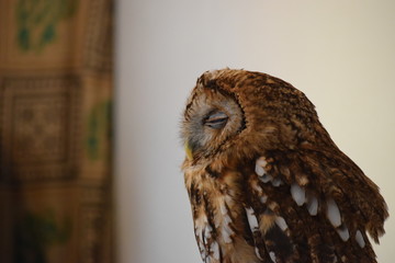フクロウアップ