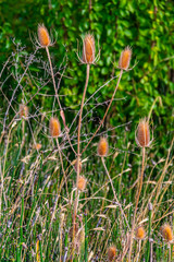 Teasels.