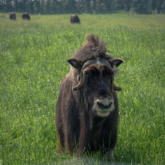 Fototapeta premium Musk ox