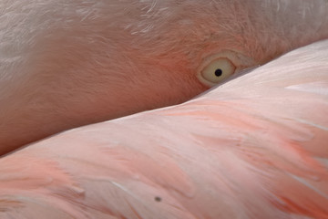 Fototapeta premium Flamingo