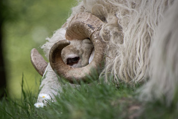 Durch das Horn