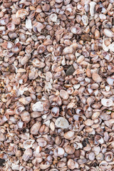 des milliers de coquillages vides entassés