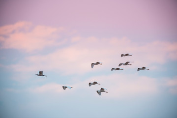 Flock of herons flying,Patagonia,Argentina