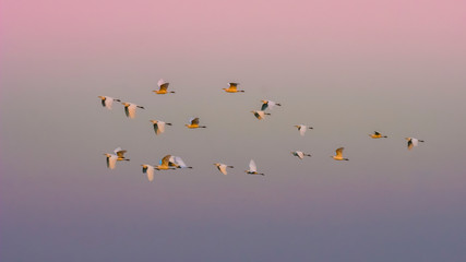 Flock of herons flying,Patagonia,Argentina