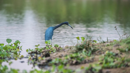 Little Blue Heron,egretta caerulea,Pantanal, Brazil