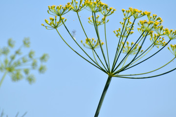 Obraz premium Pastinake