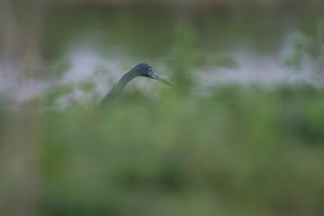 Little Blue Heron,egretta caerulea,Pantanal, Brazil