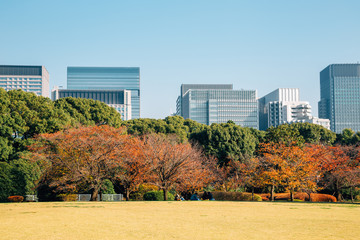Imperial Palace East Gardens and modern buildings at autumn in Tokyo, Japan