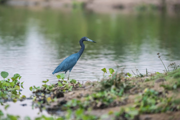 Little Blue Heron,egretta caerulea,Pantanal, Brazil