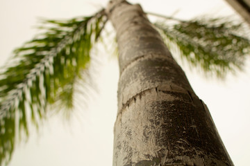 palm tree seen from the ground