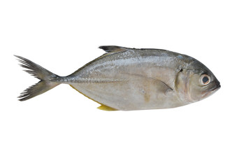 Longfin trevally or Giant kingfish (Caranx ignobilis) is marine animal on white background with clipping path.