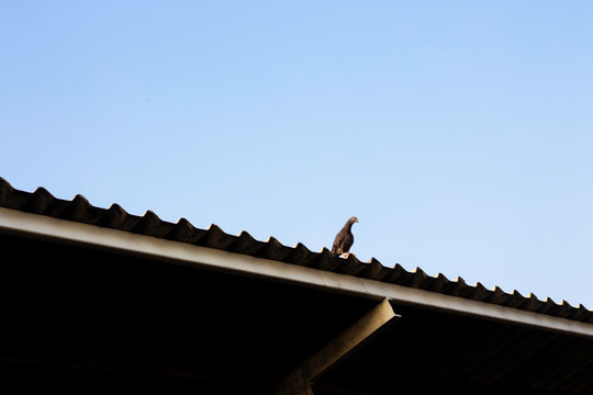 Pigeons perched on the roof of the house