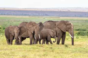 Naklejka na ściany i meble Family group of elephants in Amboseli