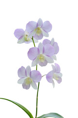 white orchids flower on white background with clipping  path.