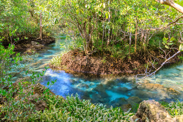 Mangrove and crystal clear water stream canal at Tha Pom Klong Song Nam mangrove wetland, Krabi, Thailand
