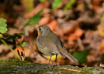 a bird Erithacus rubecula
