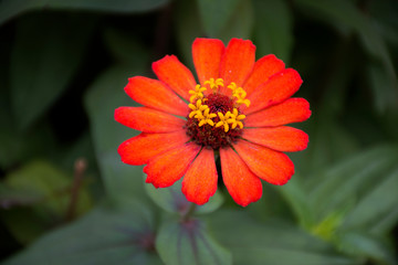 Flores, color y naturaleza de las selvas tropicales suramericanas