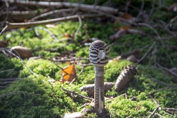 Mushrooms at their natural location in the forest