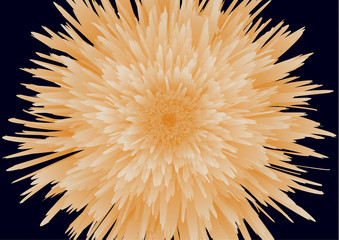 Bright beautiful bud of a peony, aster on a black background. Elegant flower close-up. Botanical vector for banner, card, invitation, textile, fabric.