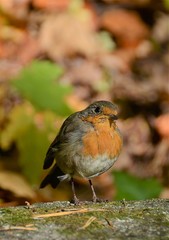 a bird Erithacus rubecula