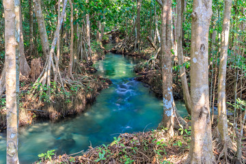 Mangrove and crystal clear water stream canal at Tha Pom Klong Song Nam mangrove wetland, Krabi,...