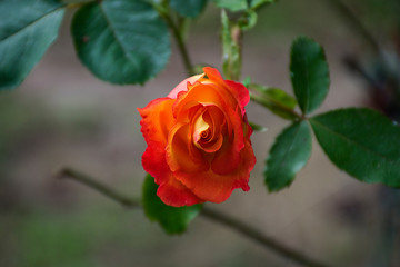 Flores, color y naturaleza de las selvas tropicales suramericanas