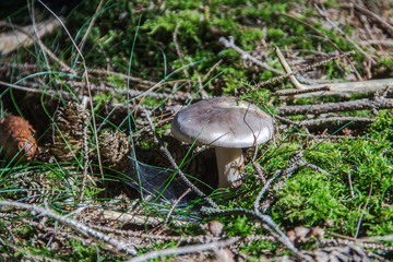 Mushrooms at their natural location in the forest