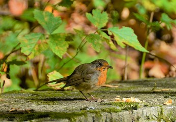 a bird Erithacus rubecula eating
